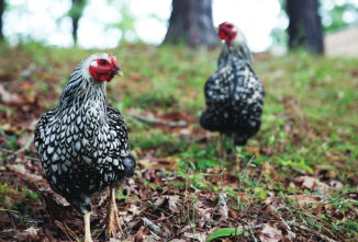 Chickens in Pop Culture